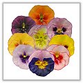 Pansy Flower Floating Candles