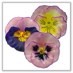 pansy_floating_candles_blues_trio240.jpg